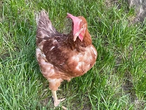 Găini ouătoare 11 luni din propria ferma . 