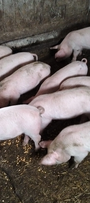 Purcei înțărcați de10-11 săptămâni