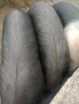 Vînd porc de 120 kg