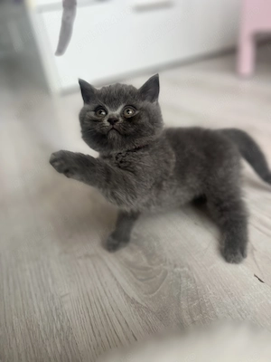 British shorthair blue  & british shorthair white - imagine 2