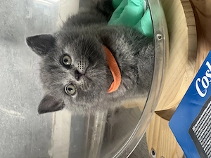 British shorthair blue  & british shorthair white - imagine 3