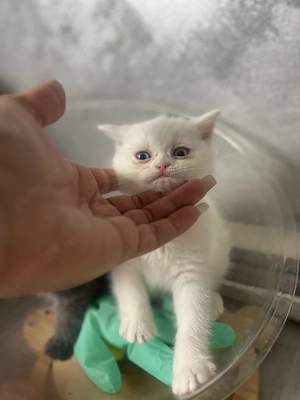 British shorthair blue  & british shorthair white - imagine 4
