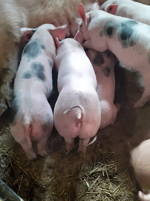 vând purcei Boiu Mare 