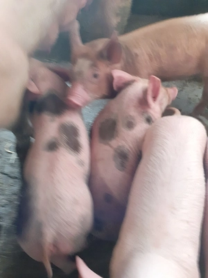 vând purcei Boiu Mare 8 săptămâni pt mai mult detalii la nr tel  