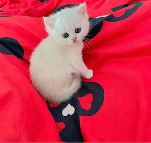 Scottish cu pedigree