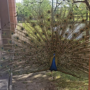 Vând păuni   pereche  - imagine 2