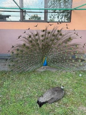 Vând păuni   pereche  - imagine 5