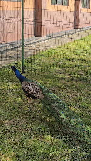 Vând păuni   pereche  - imagine 4