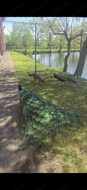 Vând păuni   pereche  - imagine 3