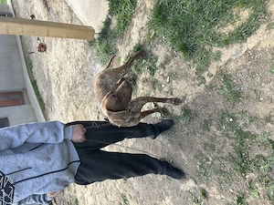 Caine brac german dv - imagine 2