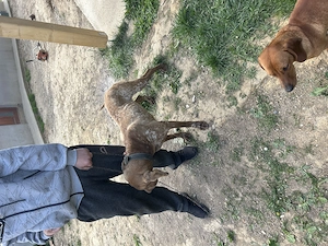 Caine brac german dv - imagine 3