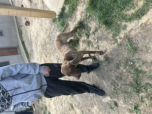 Caine brac german dv