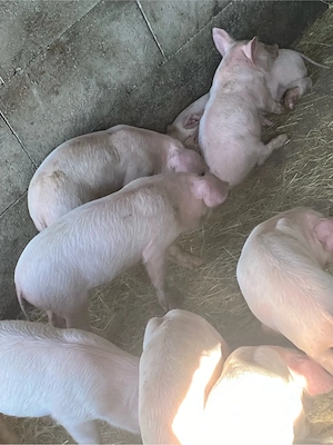 Vând purcei 7 săptămâni com uda sat rajletul Govora jud Argeş nr telefon  