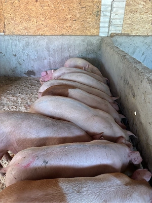  Porci de gospodărie sănătoși, crescuți natural   ideali pentru carne de calitate! 