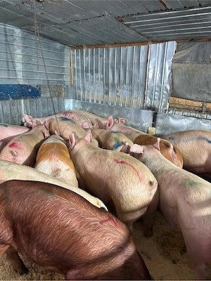  Porci de gospodărie sănătoși, crescuți natural   ideali pentru carne de calitate!  - imagine 2