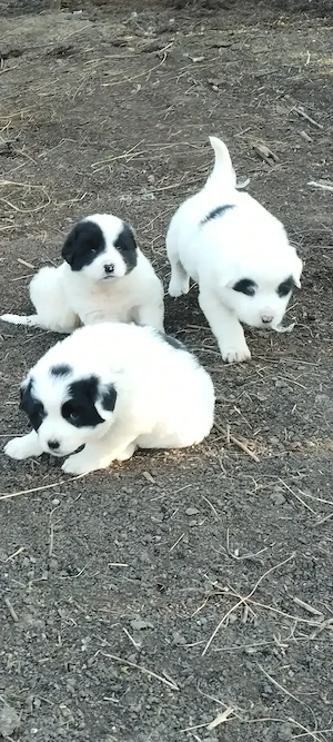 Pentru iubitorii de animale.