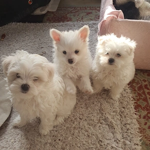 Vand catei bichon maltez