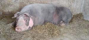 porc castrat 150 kg 2500 - imagine 4