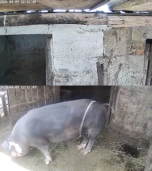 porc castrat 150 kg 2500 - imagine 5