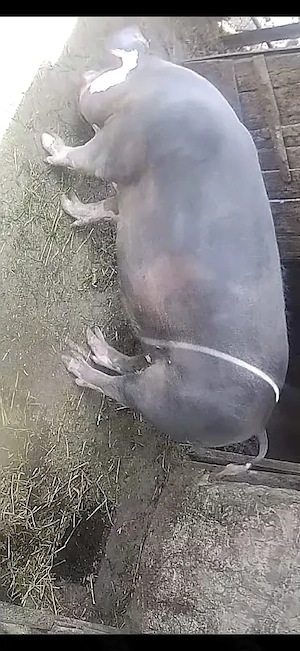 porc castrat 150 kg 2500 - imagine 3