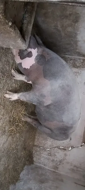 porc castrat 150 kg 2500