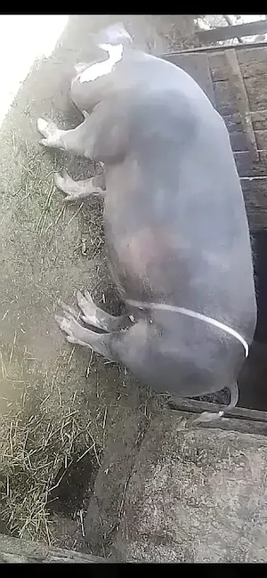 porc castrat 150 kg 2500 - imagine 2