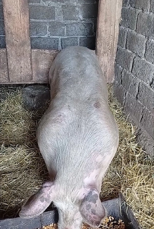  vănd purcea 80 kg - imagine 2