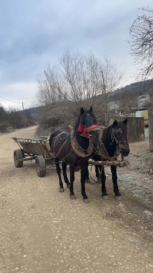 De vinzare un armasar de 5 ani garantat la or ce  - imagine 2