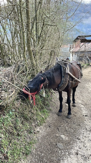 De vinzare un armasar de 5 ani garantat la or ce  - imagine 4