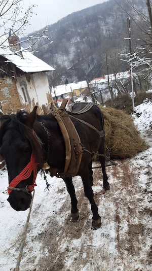De vinzare un armasar de 5 ani garantat la or ce 