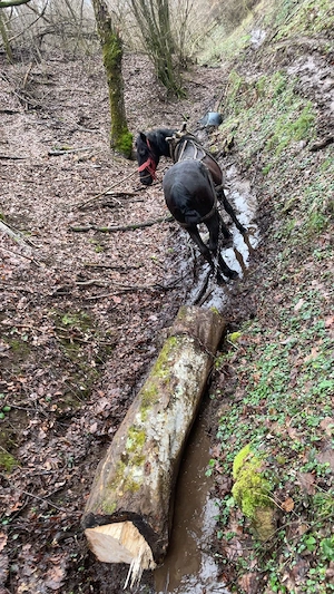 De vinzare un armasar de 5 ani garantat la or ce  - imagine 3