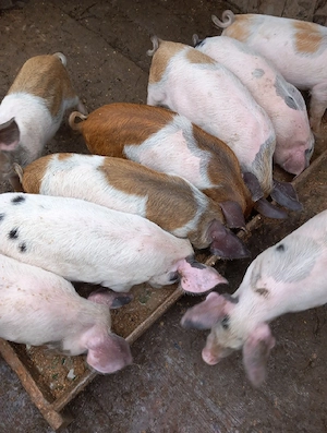 Vand purcei 7 saptamani  - imagine 2