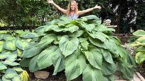 hosta T-rex - gigant - planta neinflorita