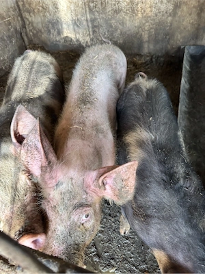 porci rasa pietran super oferta , varsta peste  6 luni jumatate - imagine 5