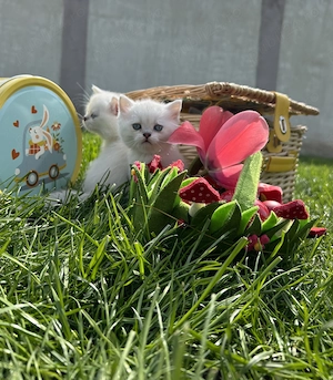 Pisici british shorthair silver  - imagine 2