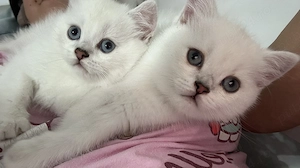Pisici british shorthair silver  - imagine 5