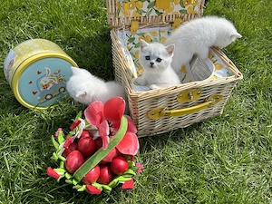 Pisici british shorthair silver  - imagine 3