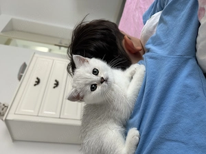 Pisici british shorthair silver  - imagine 4