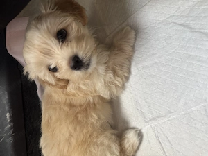 Pui maltipoo mini
