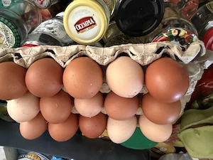 Vand oua gaina bio tara