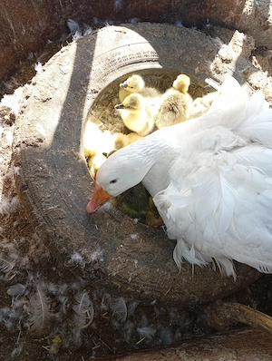  Boboci și ouă de Gâște de vânzare 