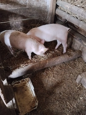 Vanzare 2 soldani pietrian