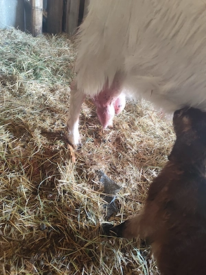 vand capra de 5l de lapte la zi cu iezi - imagine 2