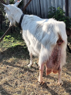 vand capra de 5l de lapte la zi cu iezi - imagine 3