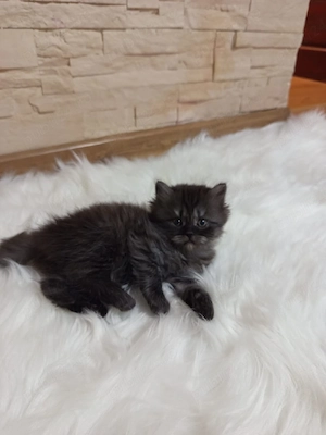 british scotish fold 