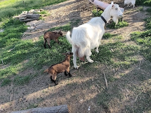 vand capra de 5l de lapte la zi cu iezi - imagine 4