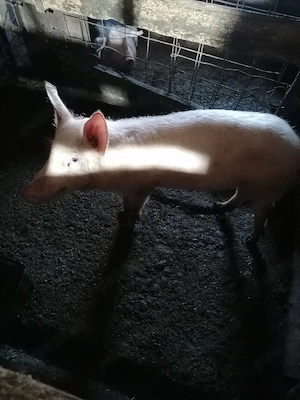 Ultima bucata caută altă casă  - imagine 4