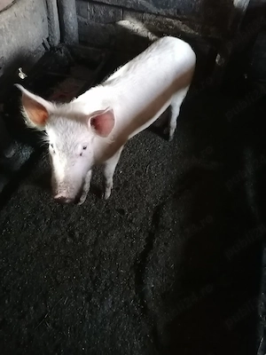 Ultima bucata caută altă casă  - imagine 2