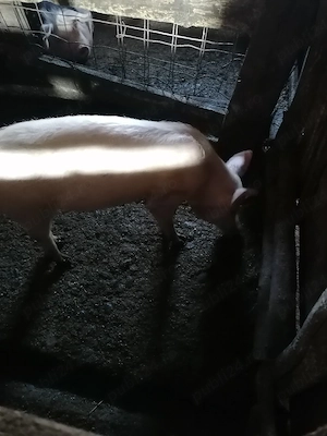 Ultima bucata caută altă casă  - imagine 3