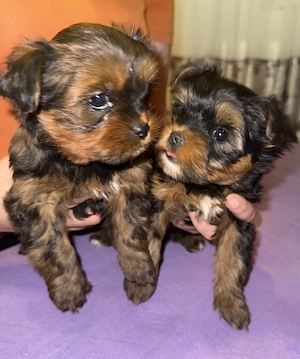 Vând Căței Yorkshire Terrier 